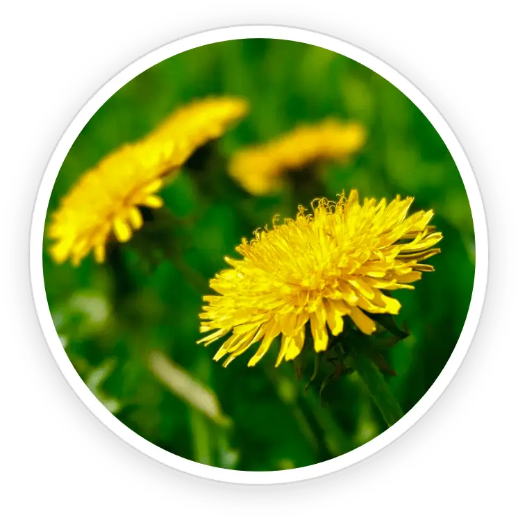 PrimeBiome ingredient Dandelion prebiotic and antioxidant